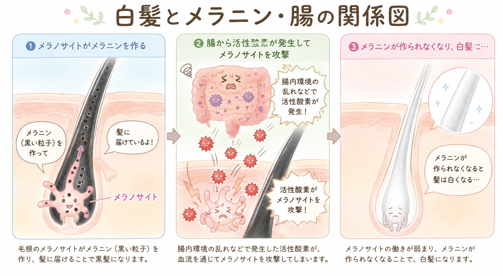 白髪とメラニン・腸の関係図